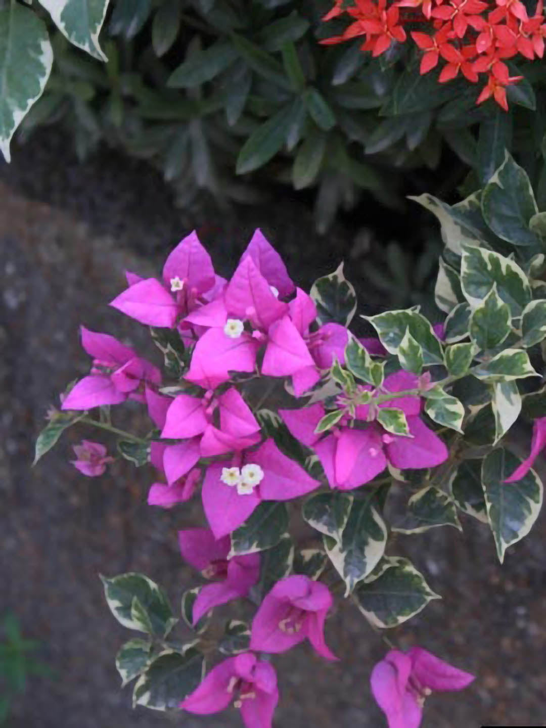 Bougainvillea Purple Queen Variegated