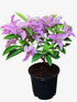 Bougainvillea Silhouette Plant or Paper Flower with Green coloured leaves and Light Purple coloured flower 
