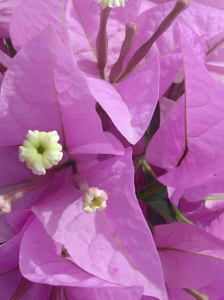 Bougainvillea Silhouette