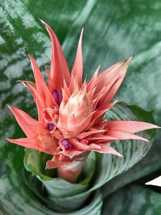 Aechmea Fasciata Plant or Urn Plant (Silver Vase) with Silver, Green coloured leaves and Pink coloured flower 