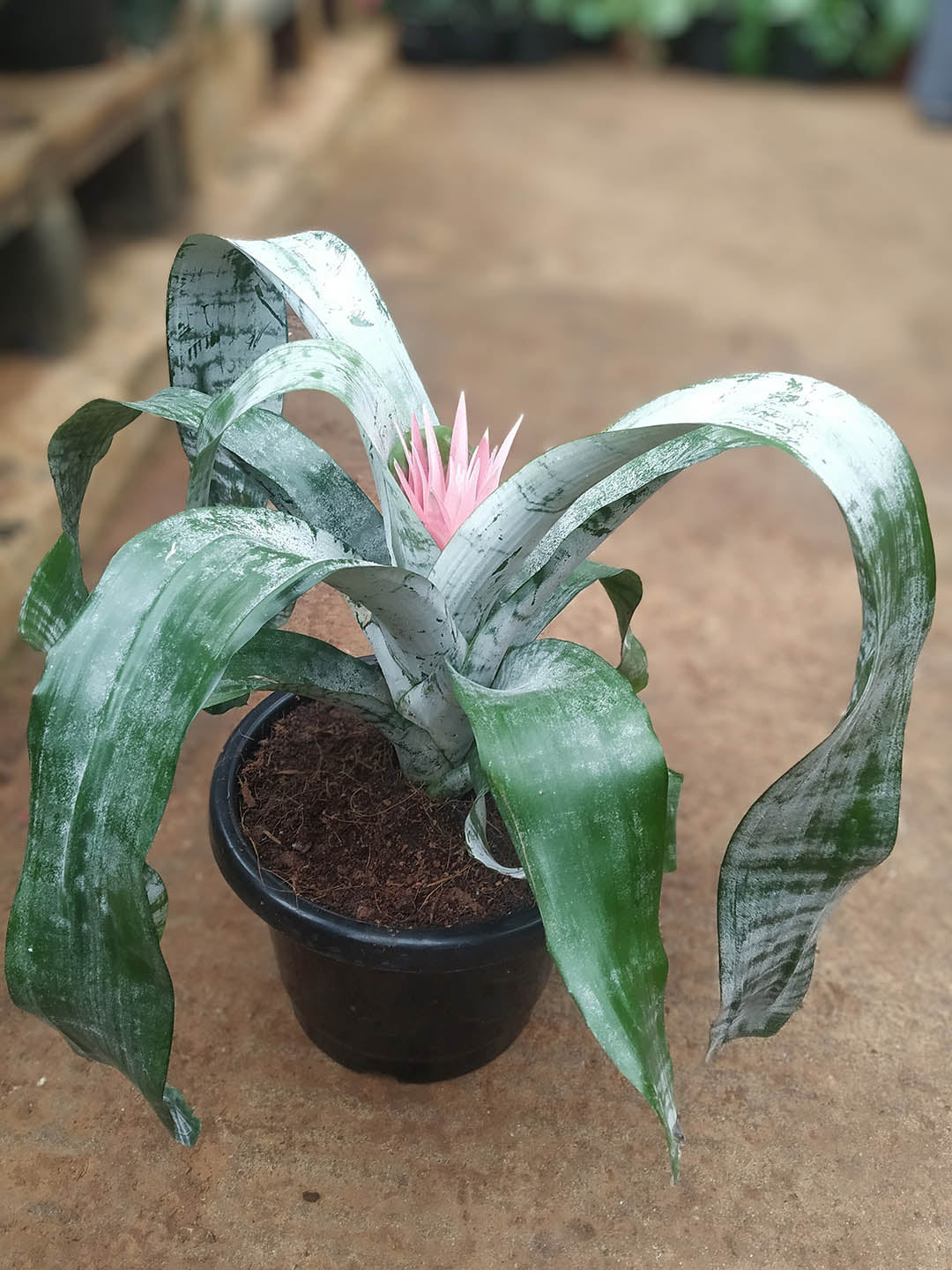 Aechmea Fasciata