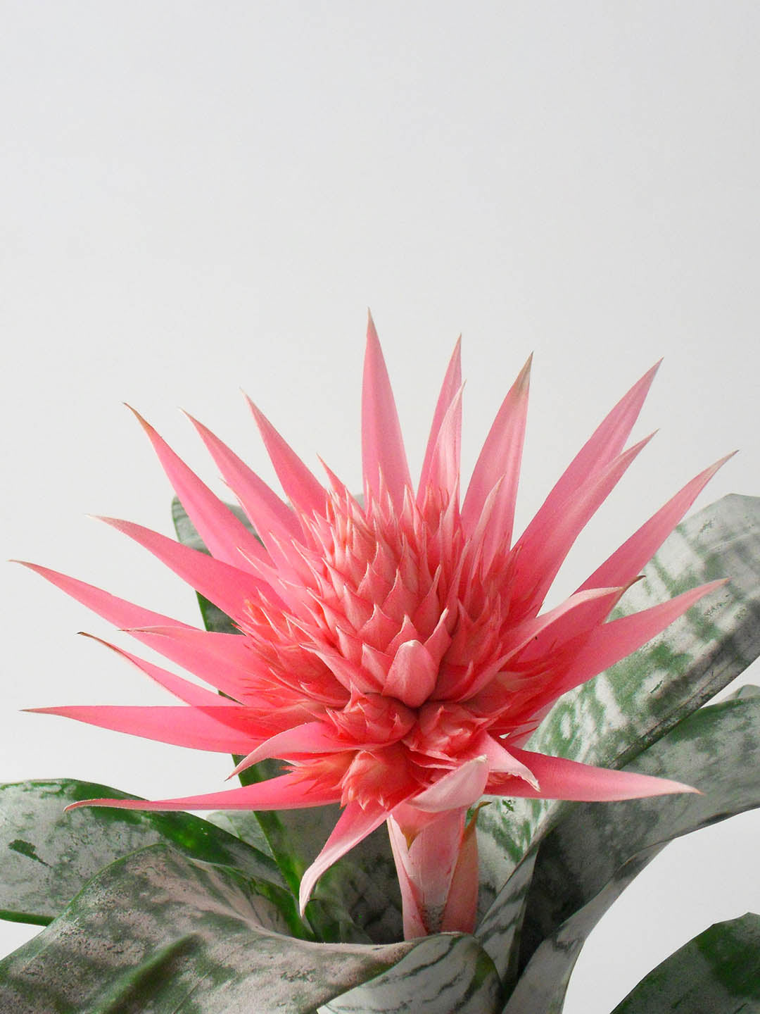 Aechmea Fasciata