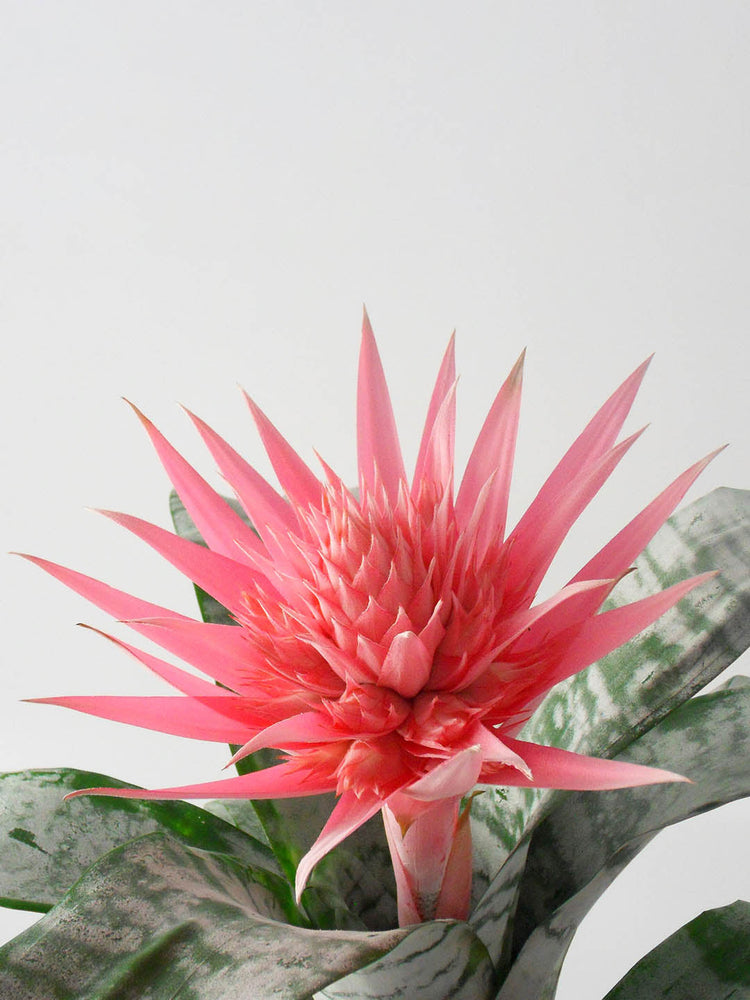 Aechmea Fasciata