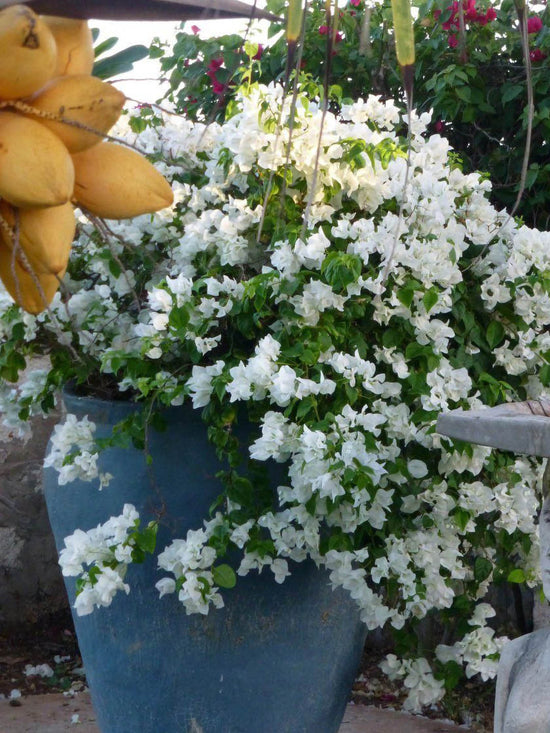 Bougainvillea Snow White Plant or Paper Flower with Green coloured leaves and White coloured flower 