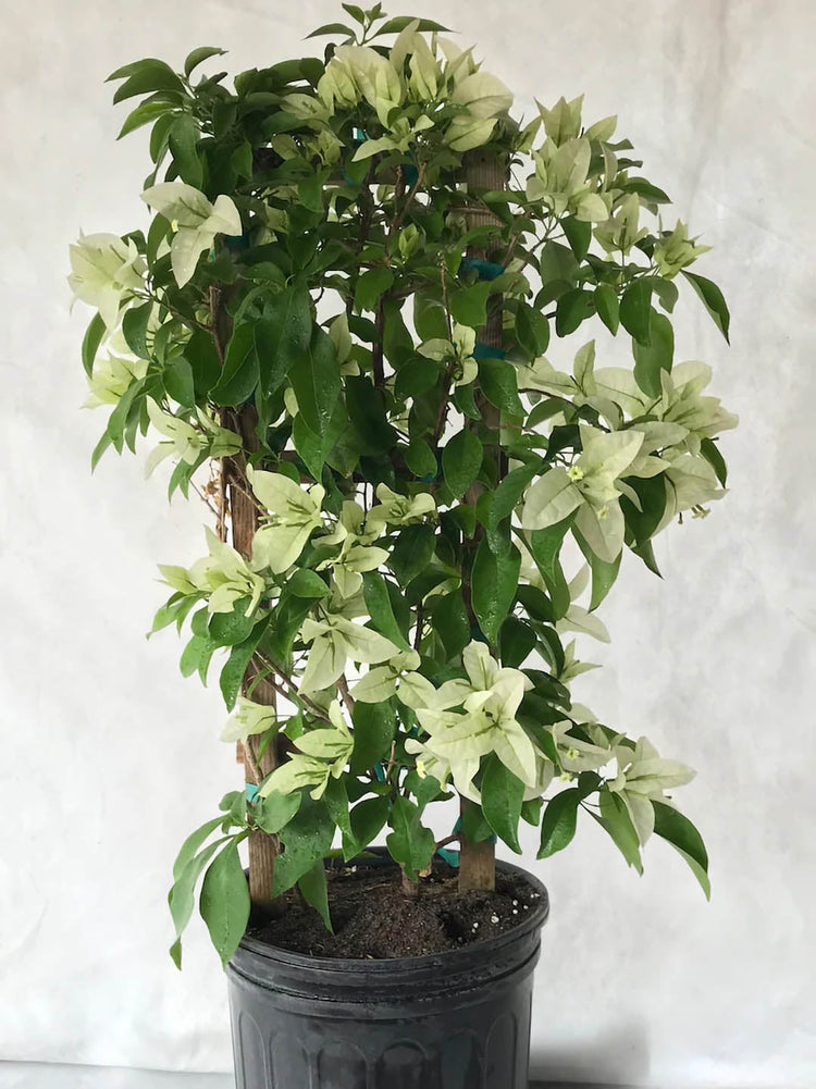 Bougainvillea Snow White