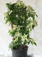 Bougainvillea Snow White