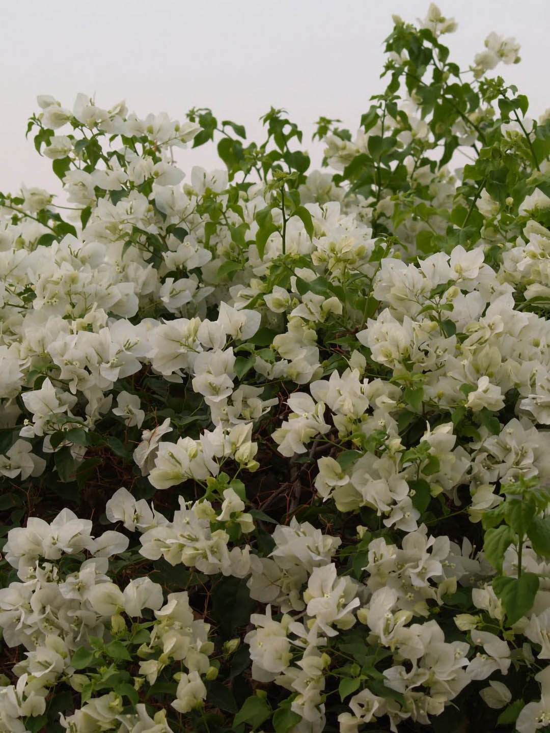 Bougainvillea Snow White