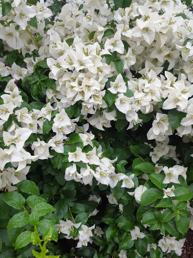 Bougainvillea Snow White