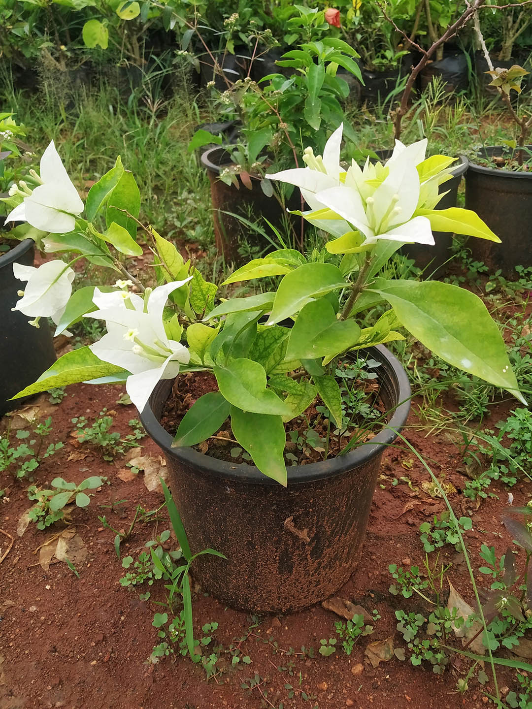Bougainvillea Snow White (Dwarf) Plant or Paper Flower with Green coloured leaves and White coloured flower 