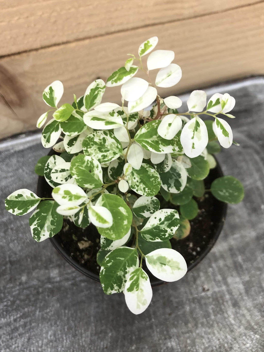 Breynia Nivosa Plant or Hawaiian Snow Bush with White and Green Mix coloured leaves
