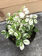 Breynia Nivosa Plant or Hawaiian Snow Bush with White and Green Mix coloured leaves