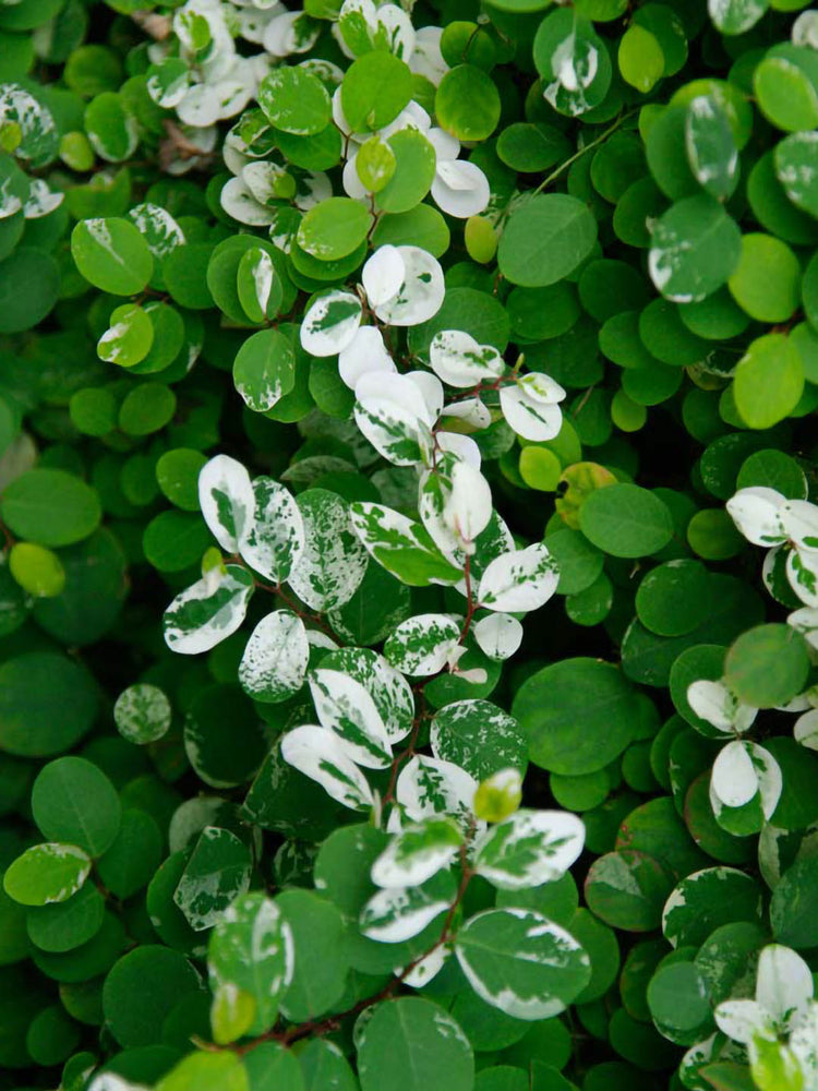 Breynia Nivosa