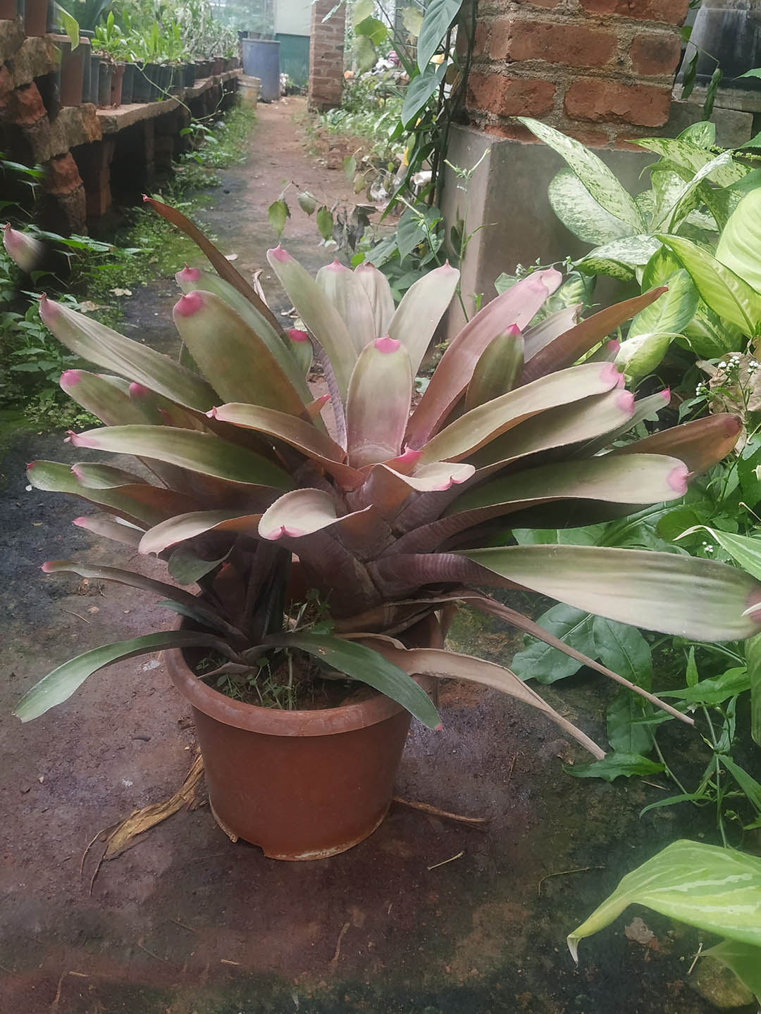 Bromeliad Neoregelia Spectabilis Plant or Fingernail Bromeliad with Red Tip on Green coloured leaves and Green coloured flower 