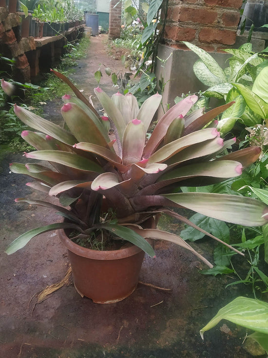 Bromeliad Neoregelia Spectabilis Plant or Fingernail Bromeliad with Red Tip on Green coloured leaves and Green coloured flower 