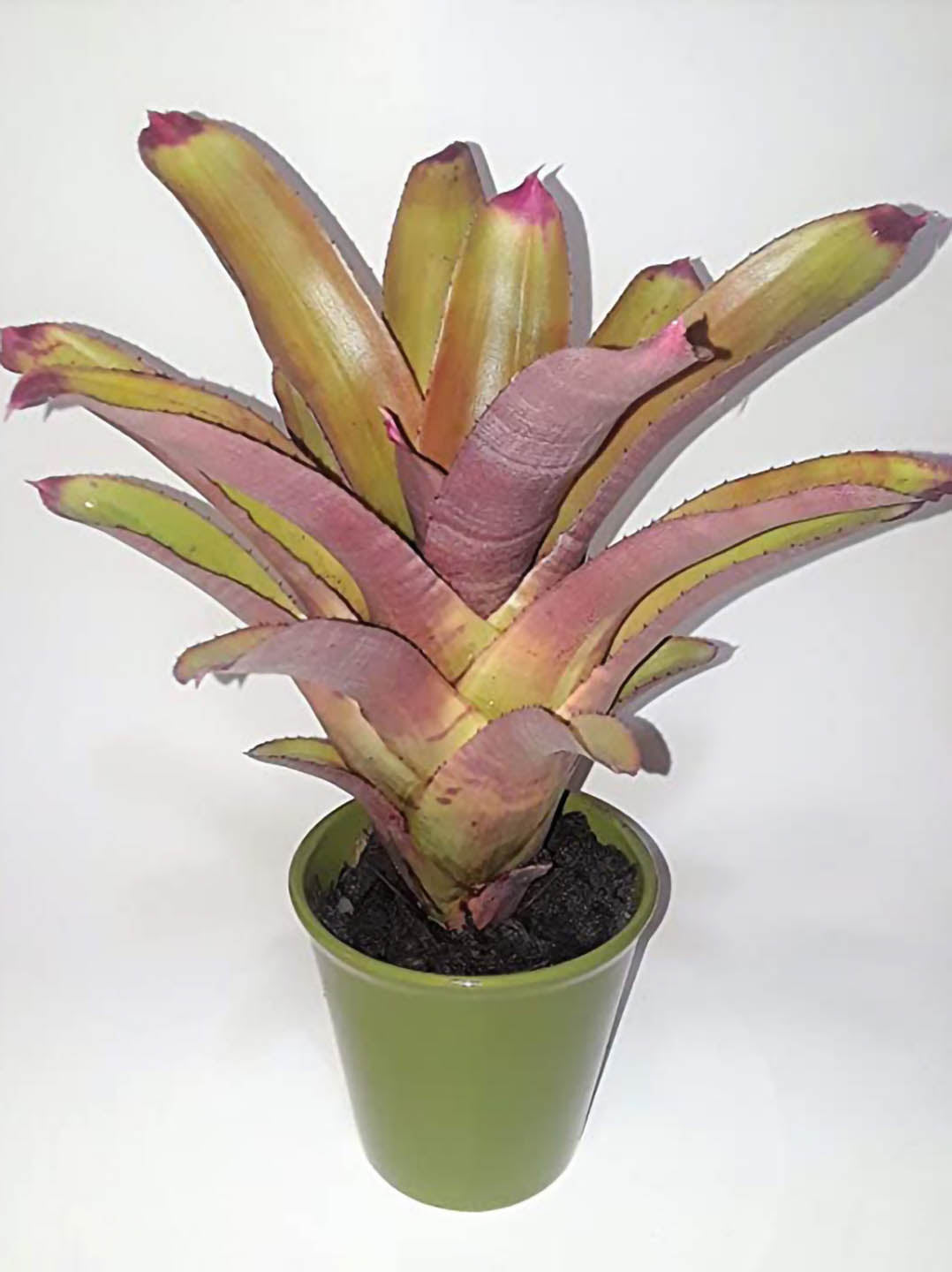 Bromeliad Neoregelia Spectabilis 
