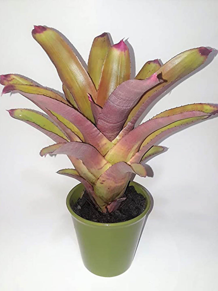 Bromeliad Neoregelia Spectabilis 