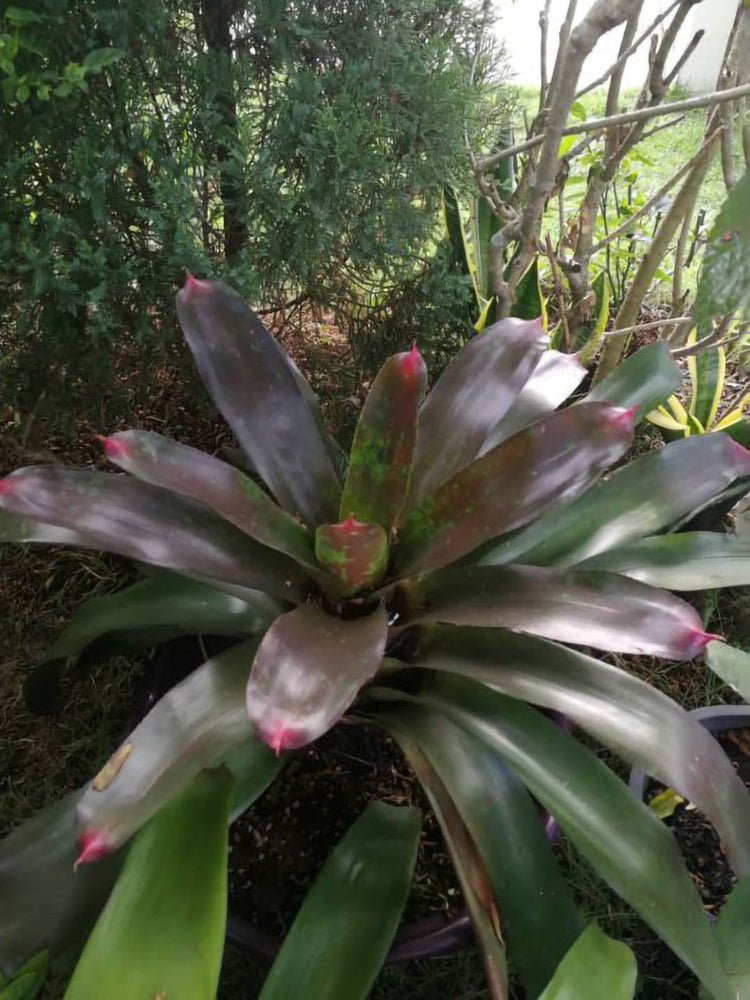Bromeliad Neoregelia Spectabilis 