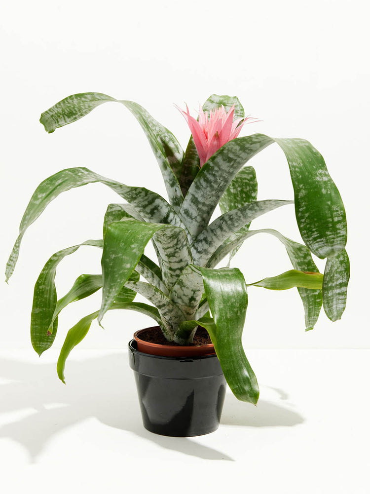 Bromeliad Aechmea Plant or Silver Vase with Silver Powder on Green coloured leaves and Pink and Purple coloured flower 