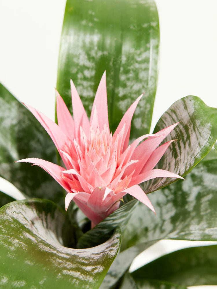 Bromeliad Aechmea