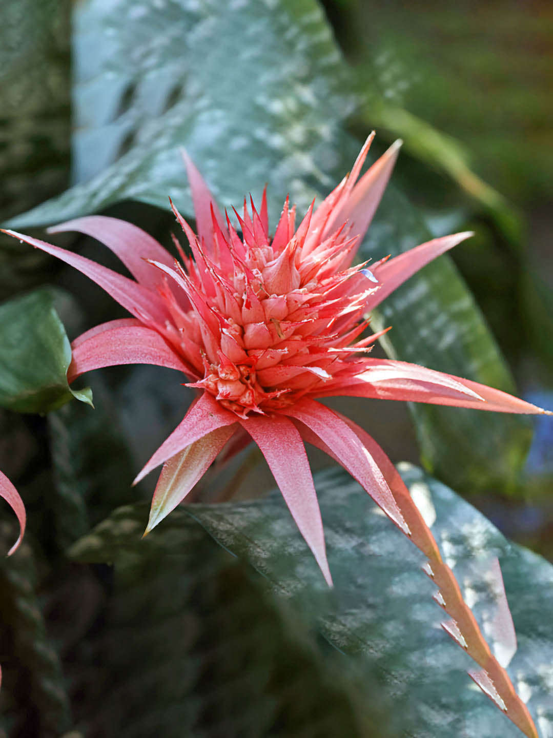 Bromeliad Aechmea