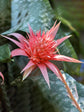 Bromeliad Aechmea