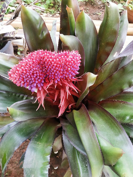 Bromeliad Aechmea Special Plant or Bromeliad with Green coloured leaves and Pink and Purple coloured flower 