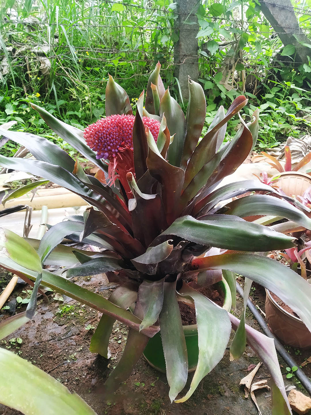 Bromeliad Aechmea Special