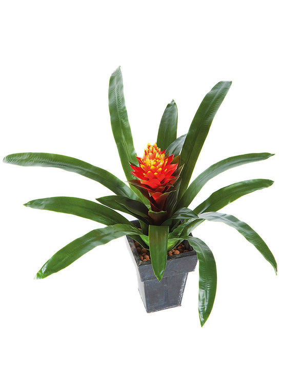 Bromeliad Guzmania Conifera Plant or Bromeliad with Green coloured leaves and Orange coloured flower 