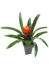 Bromeliad Guzmania Conifera Plant or Bromeliad with Green coloured leaves and Orange coloured flower 