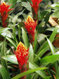 Bromeliad Guzmania Conifera