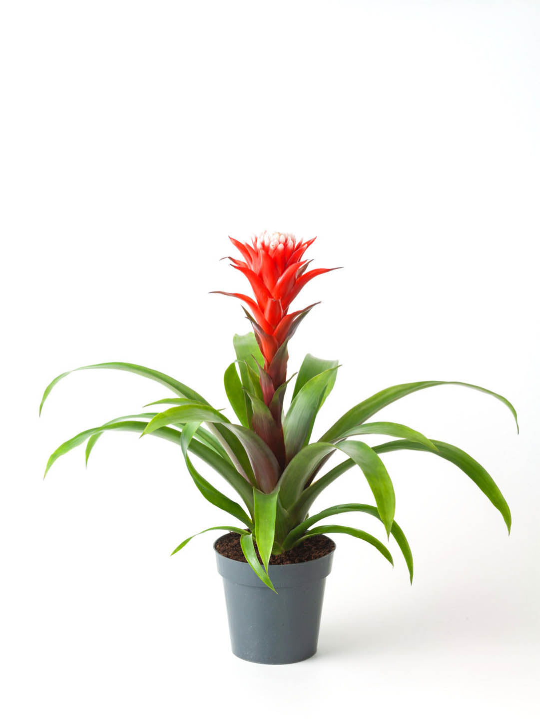 Bromeliad Guzmania Hope Plant or Orange Bromeliad with Green coloured leaves and Orange coloured flower 