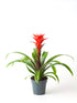 Bromeliad Guzmania Hope Plant or Orange Bromeliad with Green coloured leaves and Orange coloured flower 