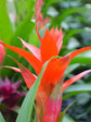 Bromeliad Guzmania Hope