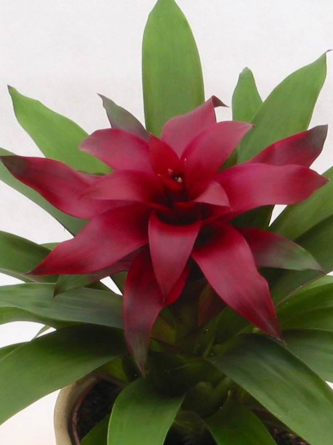Bromeliad Guzmania Orion Plant or Bromeliad with Green coloured leaves and Pink coloured flower 