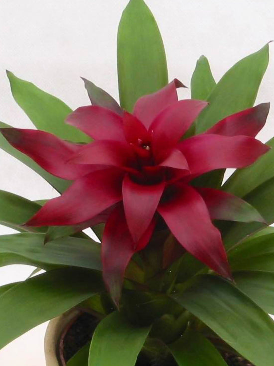 Bromeliad Guzmania Orion Plant or Bromeliad with Green coloured leaves and Pink coloured flower 
