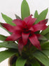 Bromeliad Guzmania Orion Plant or Bromeliad with Green coloured leaves and Pink coloured flower 