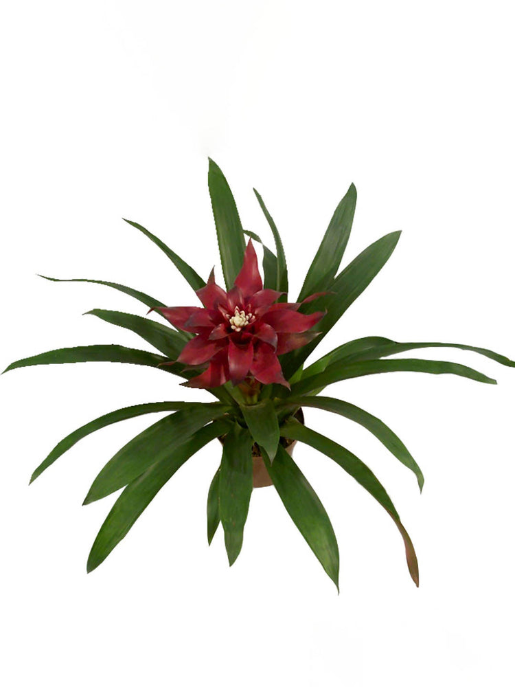Bromeliad Guzmania Orion