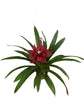 Bromeliad Guzmania Orion