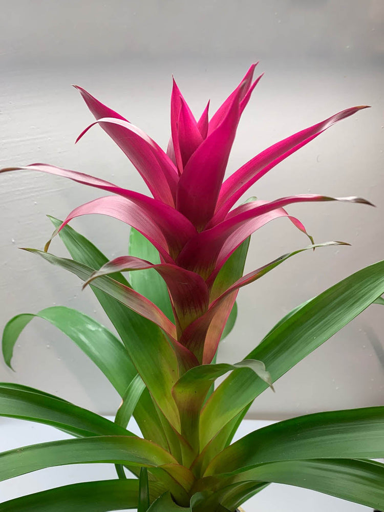 Bromeliad Guzmania Orion