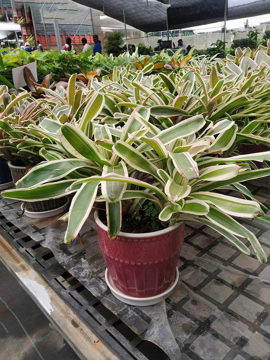 Bromeliad Neoregelia Plant or Blushing Bromeliad with White and Green Stripes coloured leaves and Green coloured flower 