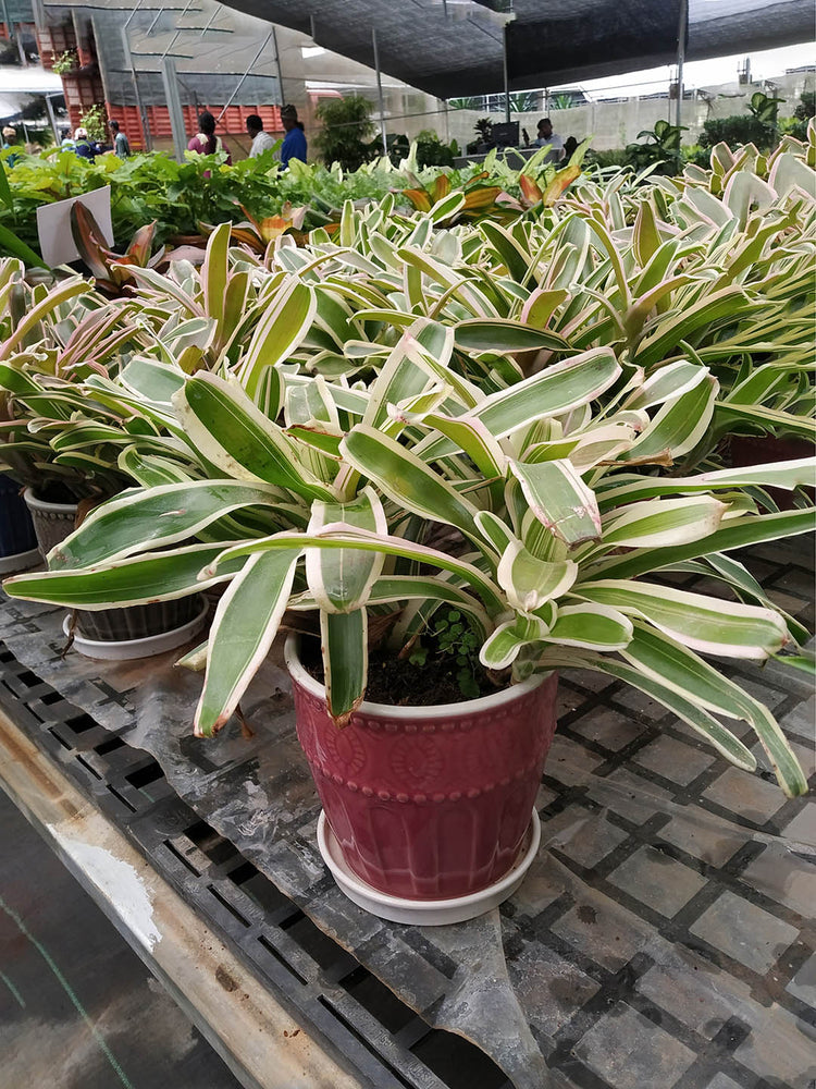 Bromeliad Neoregelia Plant or Blushing Bromeliad with White and Green Stripes coloured leaves and Green coloured flower 