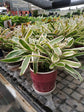 Bromeliad Neoregelia Plant or Blushing Bromeliad with White and Green Stripes coloured leaves and Green coloured flower 