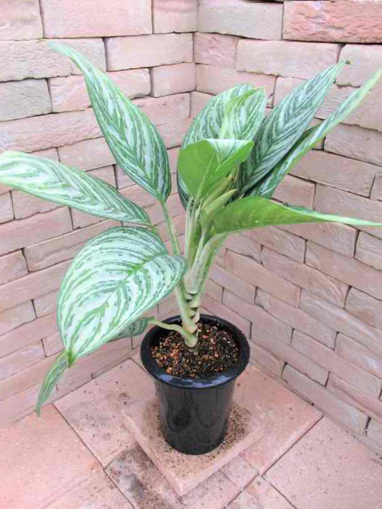 Aglaonema Brilliant Plant or Chinese Evergreen with Silver and Green coloured leaves