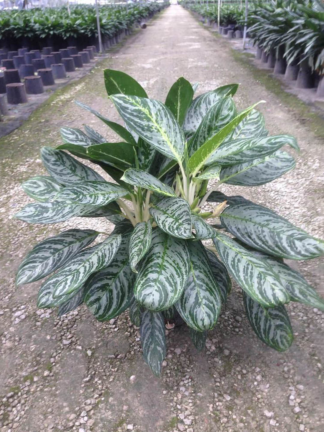 aglaonema brilliant care Brilliant Aglaonema Plant – Potclay