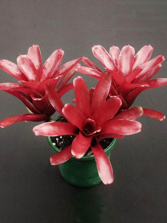 Bromeliad Neoregelia Fireball Plant or Bromeliad Fireball with Purple Red coloured leaves and Purple coloured flower 