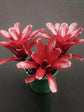 Bromeliad Neoregelia Fireball Plant or Bromeliad Fireball with Purple Red coloured leaves and Purple coloured flower 