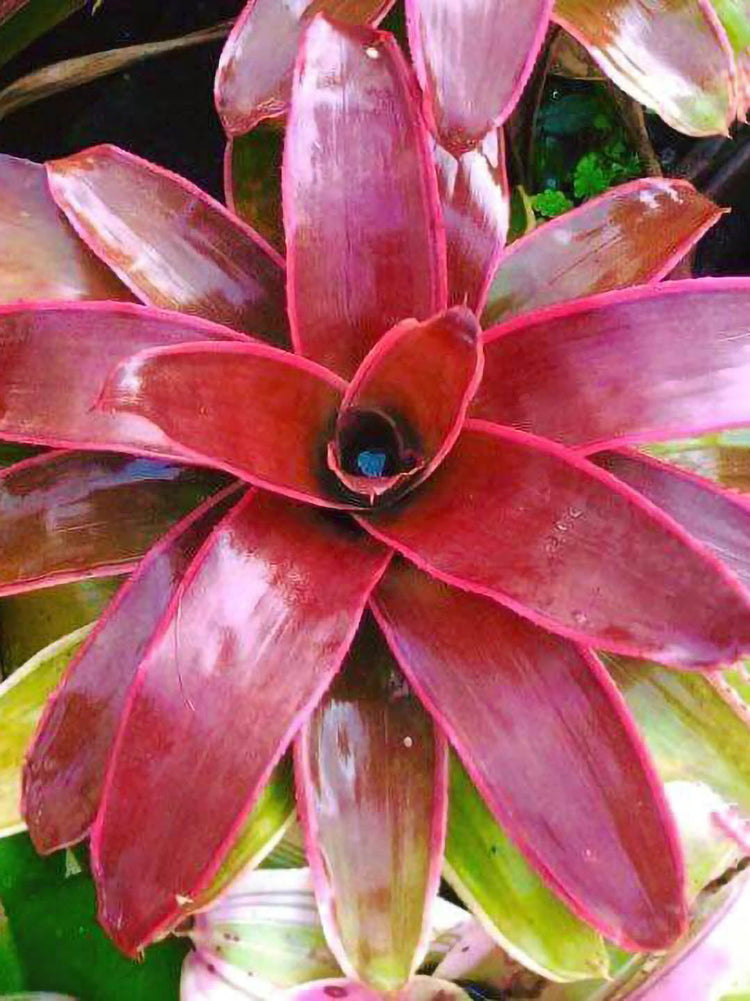 Bromeliad Neoregelia Fireball