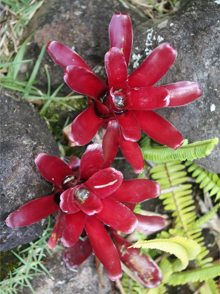 Bromeliad Neoregelia Fireball