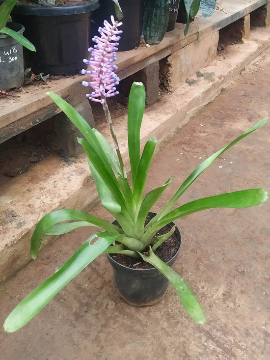 Bromeliad Portea Plant or Bromeliad with Green coloured leaves and Pink and Purple coloured flower 