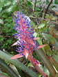 Bromeliad Portea